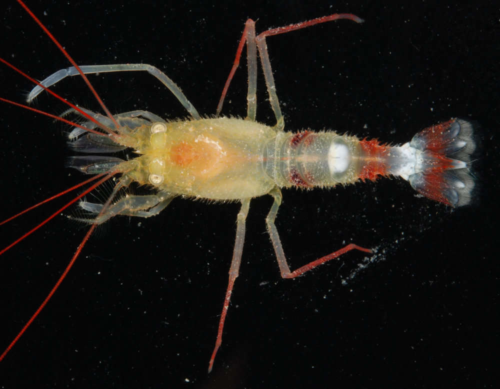 Image of <i>Stenopus zanzibaricus</i>