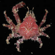 Image of <i>Menaethius orientalis</i>