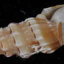 Sivun Clavus bilineatus (Reeve 1845) kuva
