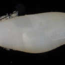 صورة Carinomitra saltata (Pease 1865)