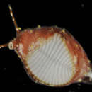 Image of Trivirostra tryphaenae Fehse 1998
