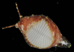 Image of Trivirostra tryphaenae Fehse 1998