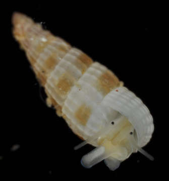 Image of <i>Rissoina miltozona</i>