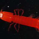 Image of <i>Gonodactylaceus randalli</i>