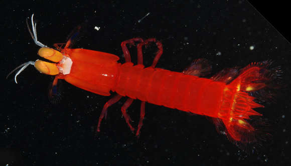 Image of Gonodactylaceus