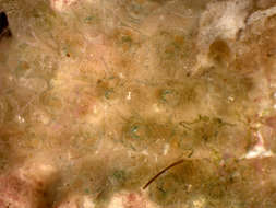 Image of Escharinidae Tilbrook 2006