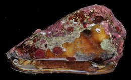 Image of cone snails