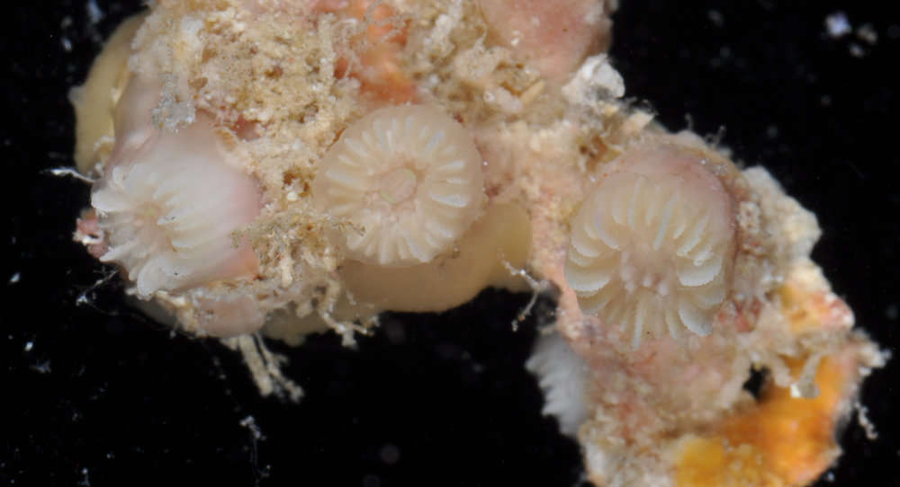 Image of stony corals