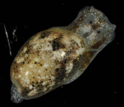 Image of <i>Haminoea natalensis</i>