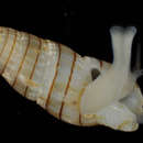 Zafrona isomella (Duclos 1840) resmi