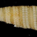 Image of Cerithiopsis arga Kay 1979