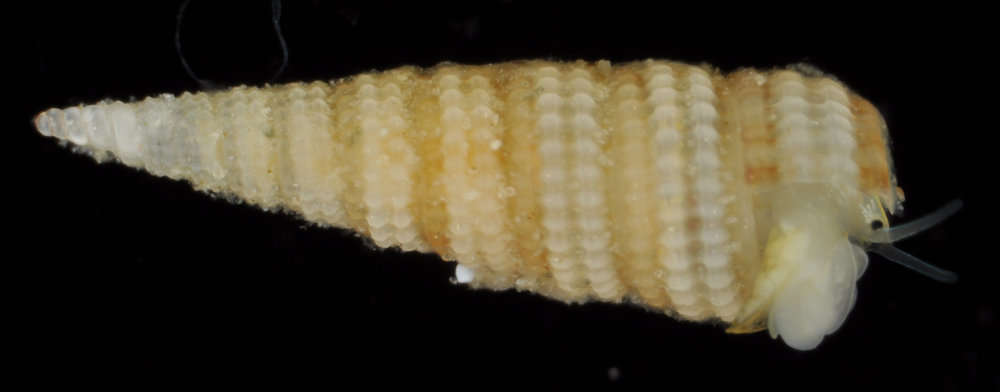 Image of Cerithiopsidae