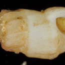 Image de Rissoina heronensis (Laseron 1956)