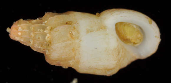 Image of Rissoina heronensis (Laseron 1956)