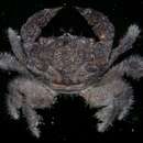 Image of areolated xanthid crab
