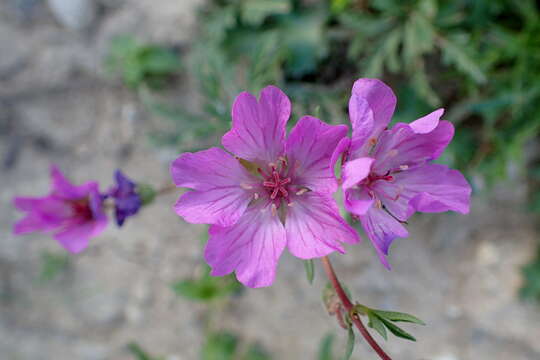 Image of Tuberous Cranesbill