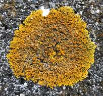 Image of Xanthoria aureola (Ach.) Erichsen