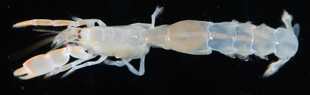 Image of Callichirinae