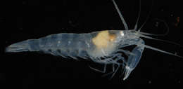 Image of <i>Salmoneus alpheophilus</i>