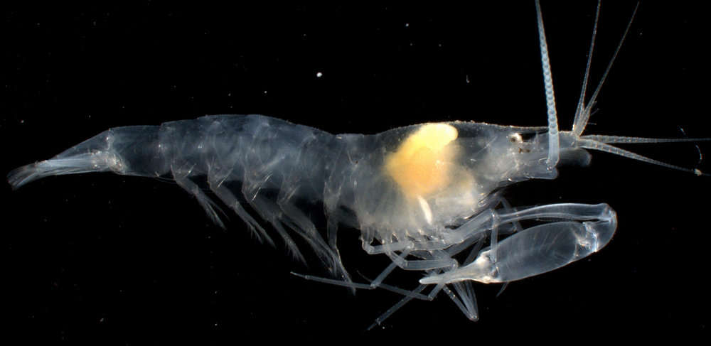 Image of <i>Salmoneus alpheophilus</i>