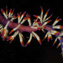 Image de Coryphellina delicata (Gosliner & Willan 1991)