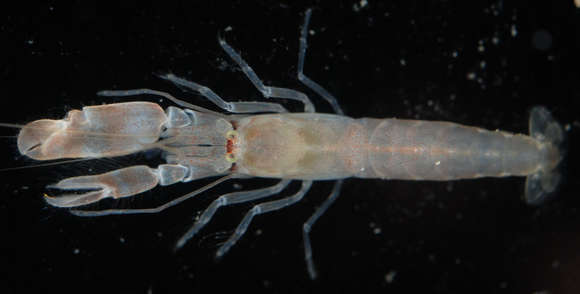 Image of Alpheus platyunguiculatus (Banner 1953)