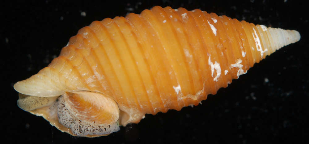 Image of <i>Turridrupa modesta</i>