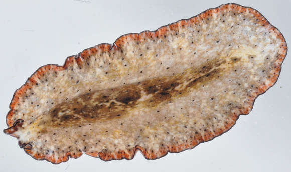 Image of Pseudobiceros