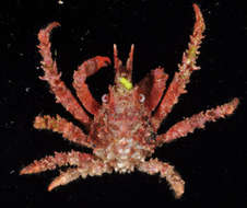 Image of Tylocarcinus dumerilii (H. Milne Edwards 1834)