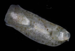 Sivun Phanerophthalmus cylindricus (Pease 1861) kuva