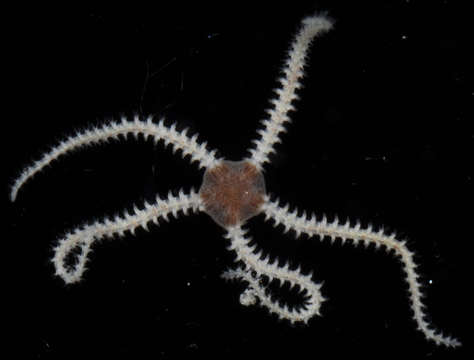 Image of "Starfish, brittle stars, and basket stars"