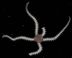 Image of "Starfish, brittle stars, and basket stars"