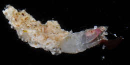 Image of Scalpelliformes Buckeridge & Newman 2006
