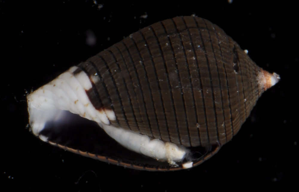 Image of Mitromorphidae T. L. Casey 1904