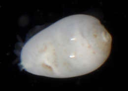 Image of Muricoidea Rafinesque 1815