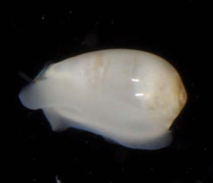 Image of Muricoidea Rafinesque 1815