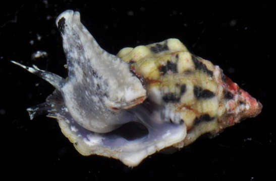 Image of Morula zebrina Houart 2004