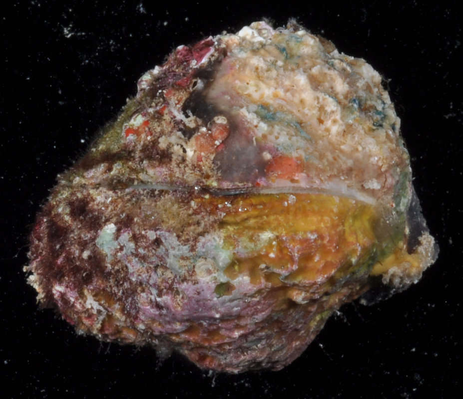 Image of Mollusca