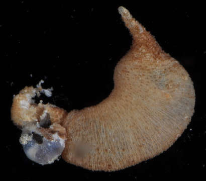 Image de Phascolosomatidea