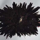 Sivun Echinometra oblonga (Blainville 1825) kuva