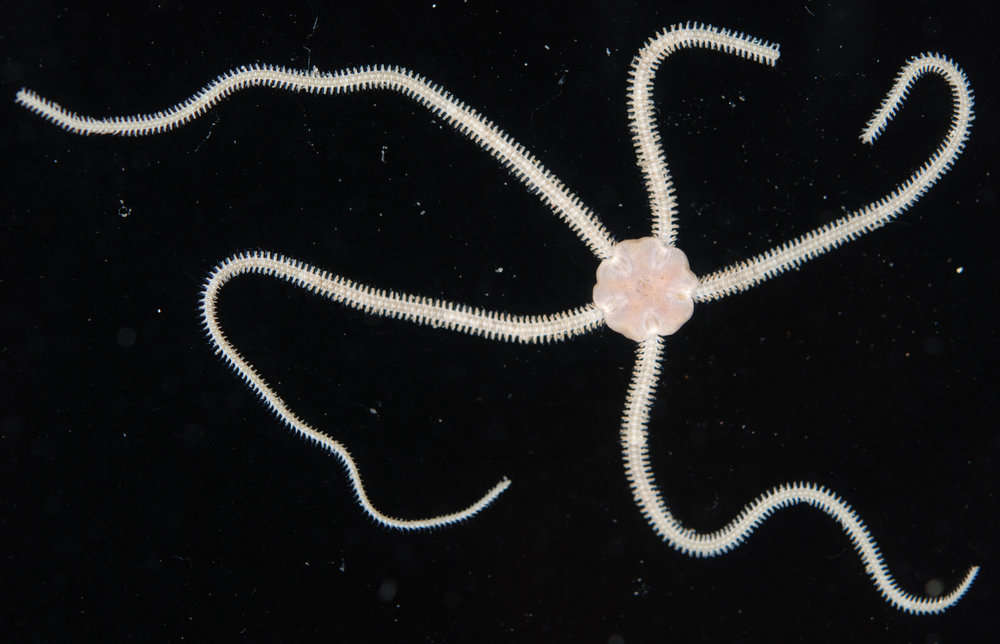 Image of Amphioplus subgen. Lymanella A. M. Clark 1970