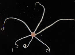 Image de Amphioplus subgen. Lymanella A. M. Clark 1970