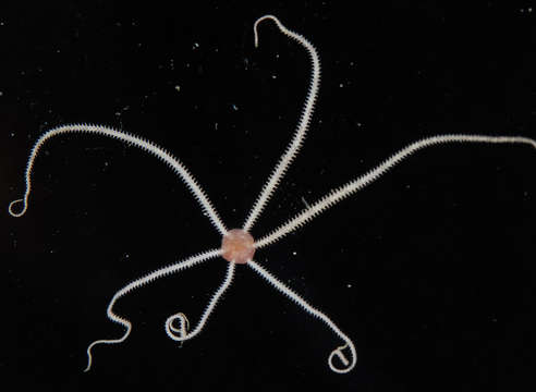 Image of Amphioplus subgen. Lymanella A. M. Clark 1970