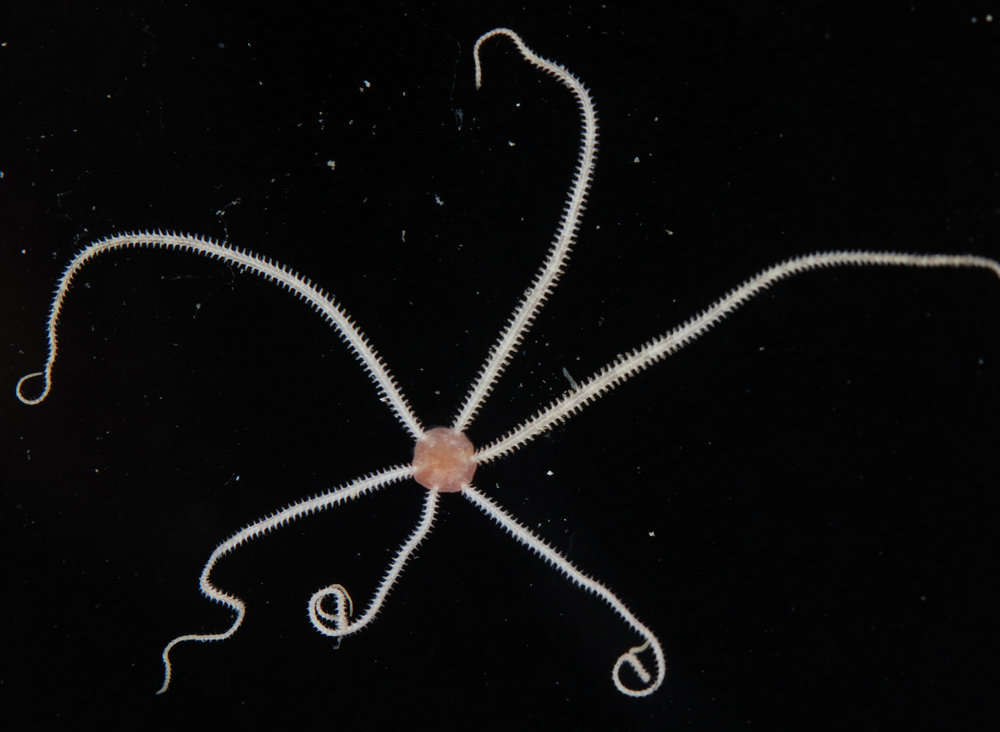 Image de Amphioplus subgen. Lymanella A. M. Clark 1970