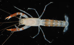 Image of ghost shrimps