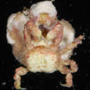 Image of Halimeda Crab
