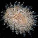 Image of Okenia pilosa (Bouchet & Ortea 1983)