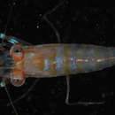 Image of twoclaw shrimp