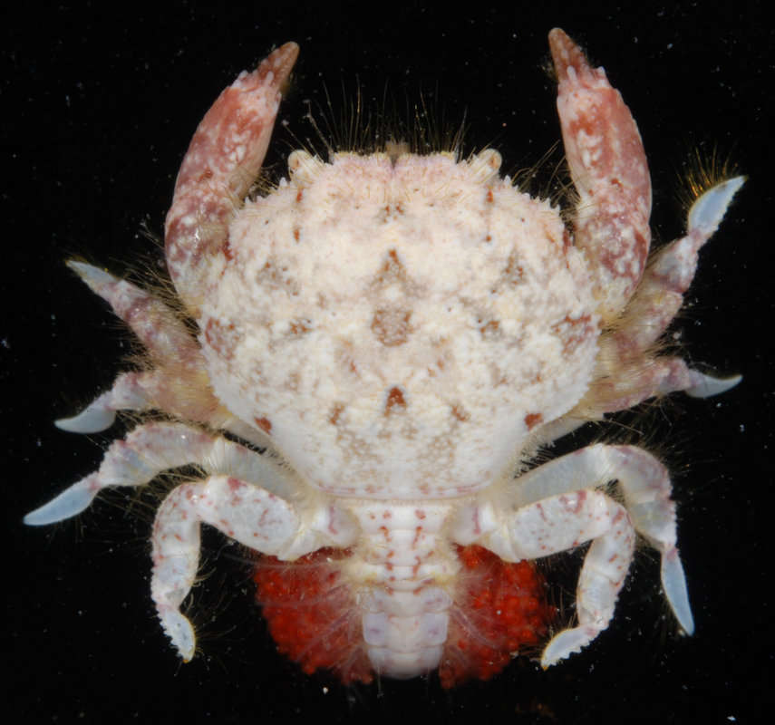 Image of Palapedia serenei P. K. L. Ng 1993