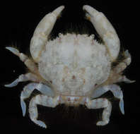 Image of Palapedia serenei P. K. L. Ng 1993